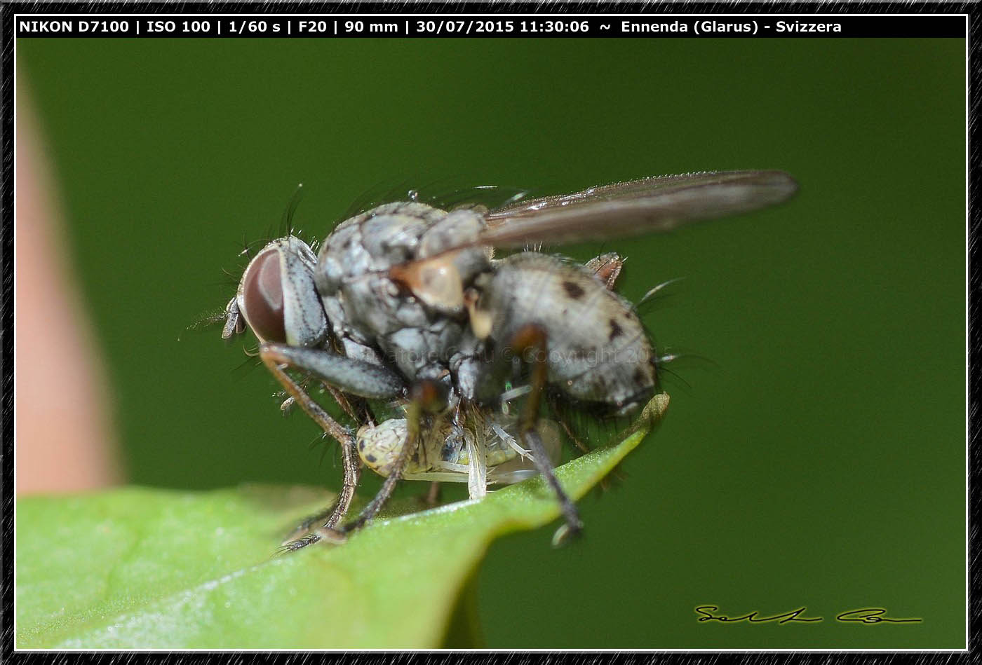 Coenosia tigrina (Muscidae)